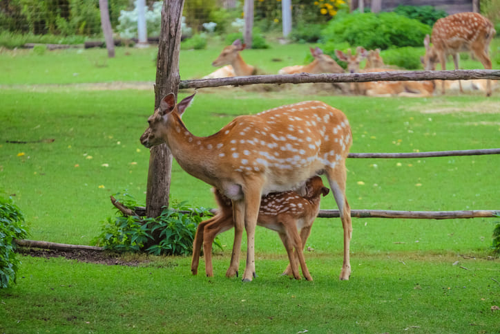 Wildpark in der Westpfalz