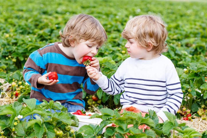 Erdbeeren zum Selbstpflücken in der Westpfalz